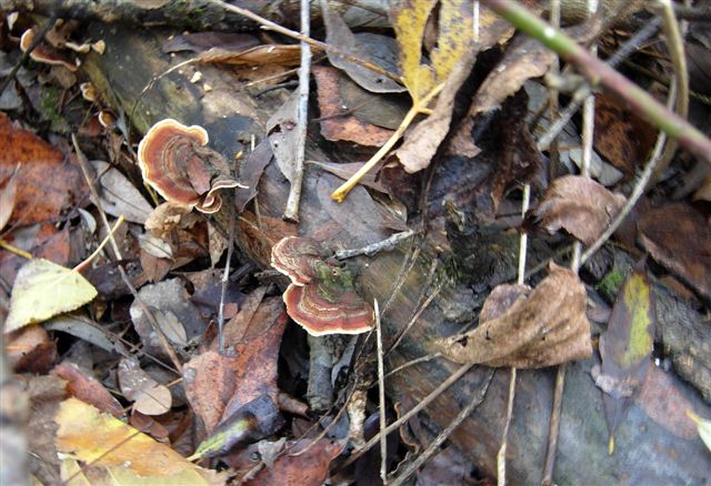 Aphyllophorales???